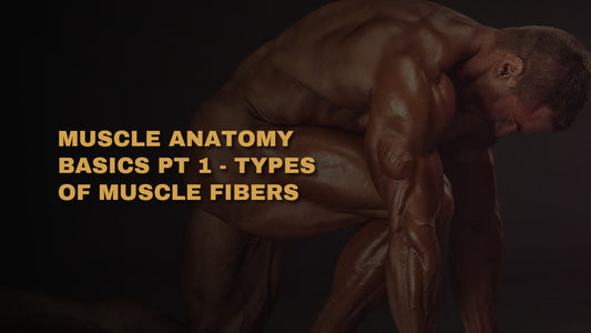 Muscle Anatomy Basics PT 1 - Types Of Muscle Fibers