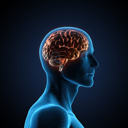 Neuro Plus Brain Supplement for Increased Focus & Cognitive Performance - For Fathers Fitness